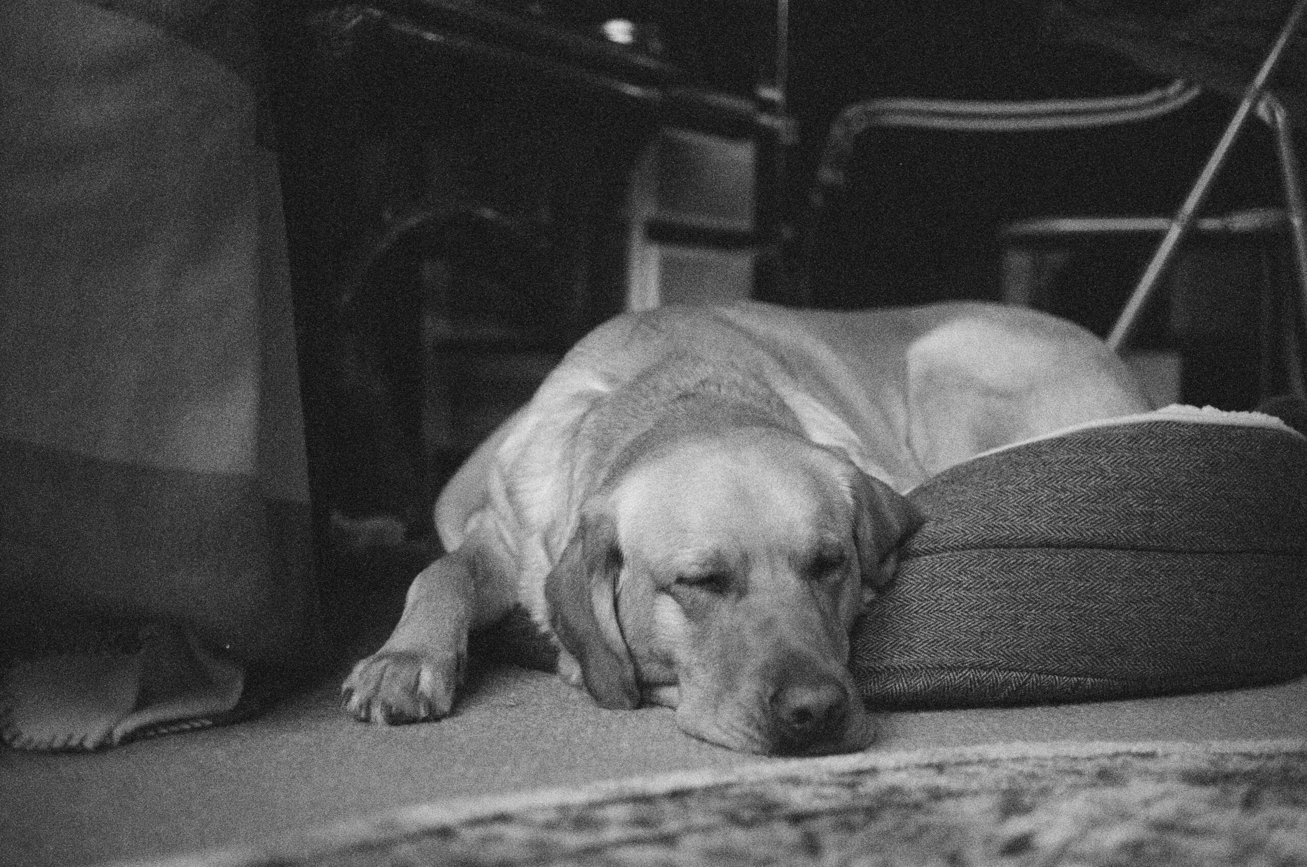 A golden retriever-labrador cross lies on the rug with his eyes closed peacefully